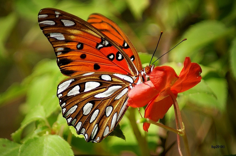 gulf-fritillary