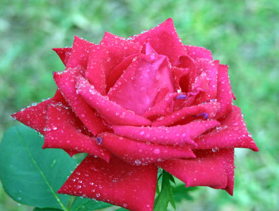 my red rose